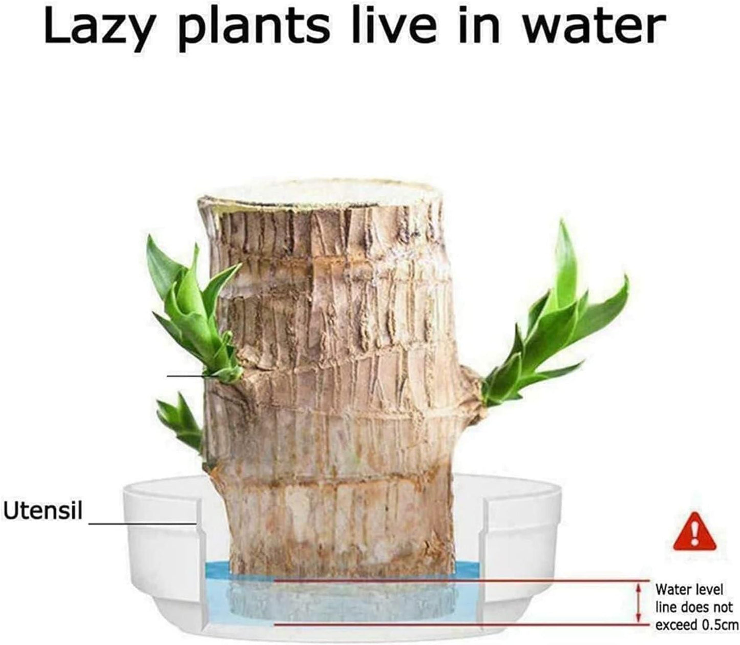 Big Size Lucky Brazil Wood Plant |š„FLAT 50% OFF SALEš„