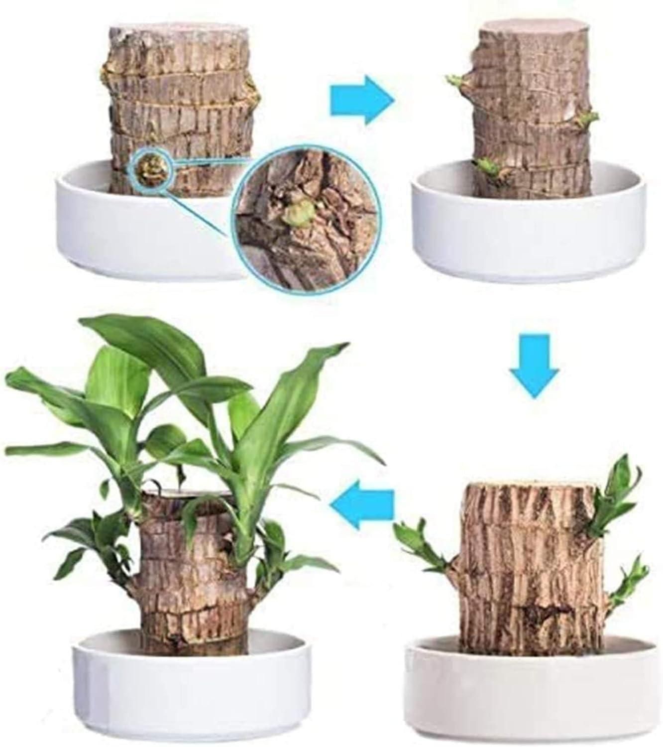 Big Size Lucky Brazil Wood Plant |š„FLAT 50% OFF SALEš„