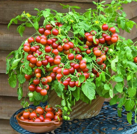 Dwarf Tomatoes Seeds | š
 Flat 50% Savingš