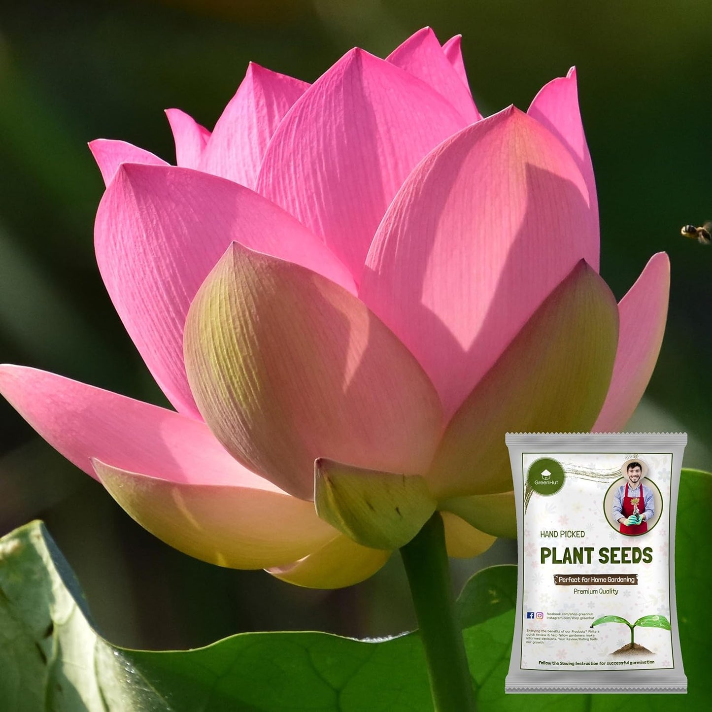 Hybrid Japanese Bonsai Lotus Seeds| š„FLAT 58% OFF SALEš„